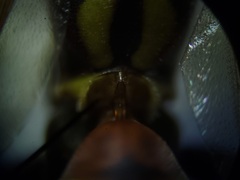 Polistes dorsalis dorsalis