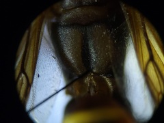 Polistes dorsalis dorsalis