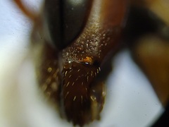 Polistes dorsalis dorsalis