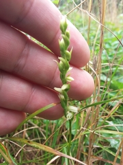Spiranthes casei