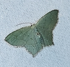 Chloropteryx tepperaria