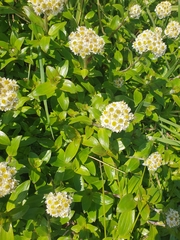 Anaphalioides trinervis