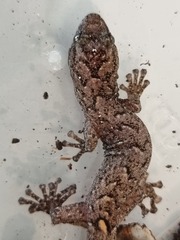Christinus marmoratus