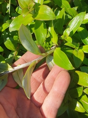 Anaphalioides trinervis