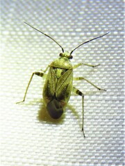 Polymerus basalis