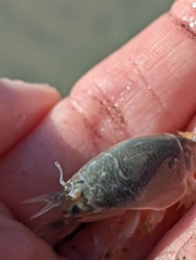 Emerita analoga