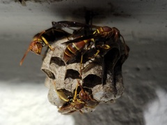 Polistes dorsalis dorsalis