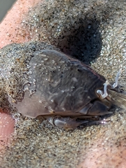 Emerita analoga