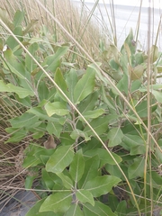 Olearia avicenniifolia