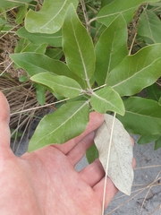 Olearia avicenniifolia