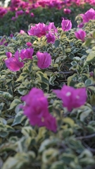 Bougainvillea glabra