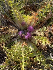 Cirsium scariosum