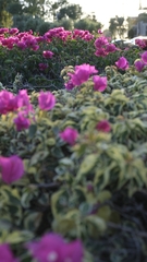 Bougainvillea glabra
