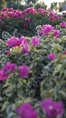 Bougainvillea glabra