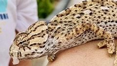 Chamaeleo chamaeleon chamaeleon