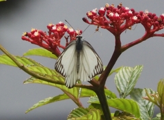 Appias libythea olferna