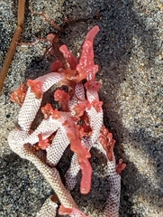 Jellyella tuberculata