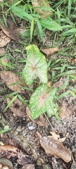 Caladium bicolor