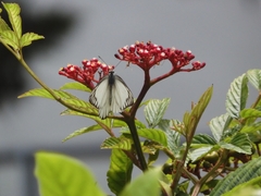 Appias libythea olferna