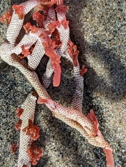 Jellyella tuberculata