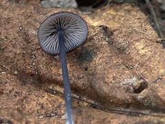 Entoloma