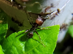 Pheidole obscurithorax