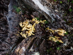 Dacrymyces spathularia