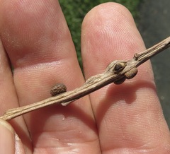 Disholcaspis mellifica