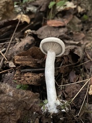 Entoloma abortivum
