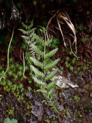Athyrium reflexipinnum