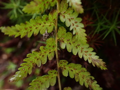 Athyrium reflexipinnum