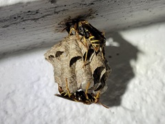 Polistes dorsalis dorsalis