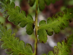 Athyrium reflexipinnum