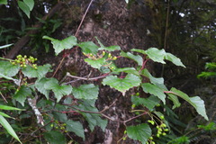 Viburnum betulifolium