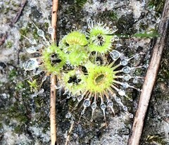 Drosera glanduligera