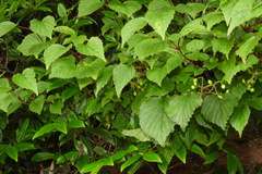Viburnum betulifolium