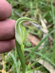 Pterostylis alpina