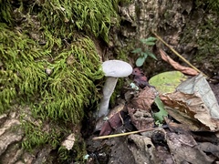 Entoloma abortivum