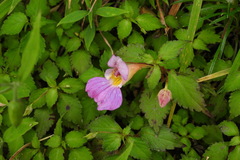 Impatiens uniflora