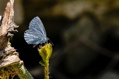 Celastrina