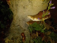 Ganoderma resinaceum