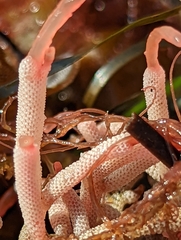 Jellyella tuberculata