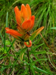 Castilleja integra