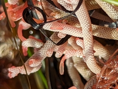 Jellyella tuberculata