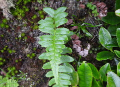 Dryopteris costalisora
