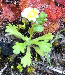 Brachyscome goniocarpa