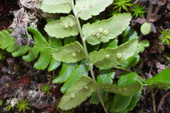 Dryopteris costalisora