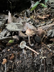 Lepiota