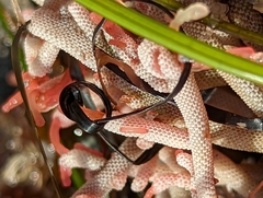 Jellyella tuberculata