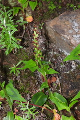 Platanthera brevicalcarata